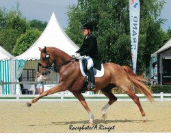 dressage horse Abundus Gih (Westphalian, 2007, from Abanos)