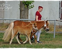 Springpferd Iroh aus dem Wendland (Shetland Pony, 2018, von Isidor PrH*)