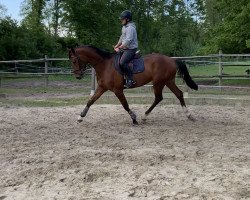 dressage horse Eletto Gih (Hanoverian, 2018, from Emilio)