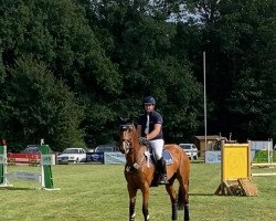 broodmare Capita G.i.H. Z (Zangersheide riding horse, 2013, from Crown Z)