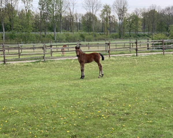 dressage horse Faceto G.i.H. (Hanoverian, 2021, from Fürst Belissaro)