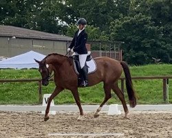 dressage horse Leviathan E (Hanoverian, 2016, from Light my Fire)