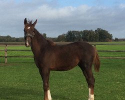 dressage horse Lutz (Noble Warmblood, 2020, from Le Vivaldi)