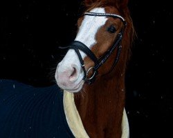 dressage horse Berlyos (Oldenburg, 2017, from Callaho's Benicio)