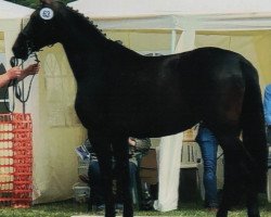 broodmare Danca G.i.H. (Hanoverian, 2014, from Don Frederico)