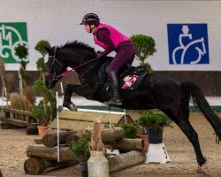 dressage horse Lilly Fee 27 (Pony without race description, 2009)