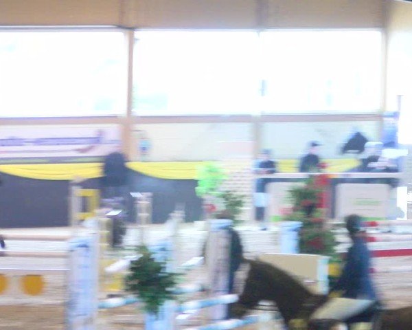 Reitturnier Boll 2025