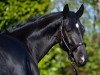 dressage horse Nescada 3 (anglo european sporthorse, 2014, from Dijon)