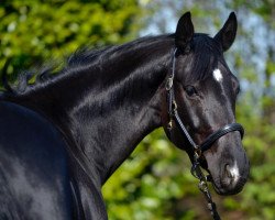 dressage horse Nescada 3 (anglo european sporthorse, 2014, from Dijon)