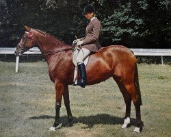 broodmare Dolphin Play AA (Anglo-Arabs, 1961, from Shifari ox)