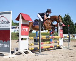 Springpferd Mary Lou 251 (Deutsches Reitpony, 2009, von Mangano)