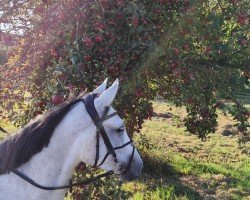 Springpferd Chicky Micky Z (Westfale, 2019, von Congress 4)