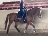 dressage horse Lauenstein 3 (German Sport Horse, 2016, from Lahnstein 4)