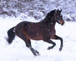 stallion Fürst Fantastic G (Hanoverian, 2014, from Fantastic)