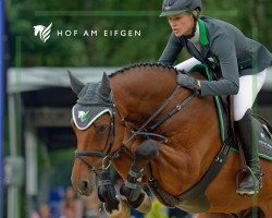 jumper Paul Walker (Hanoverian, 2011, from Perigueux)