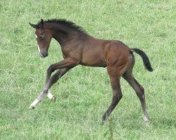 Springpferd Noble Touch (Holsteiner, 2021, von Nathan de la Tour AA)