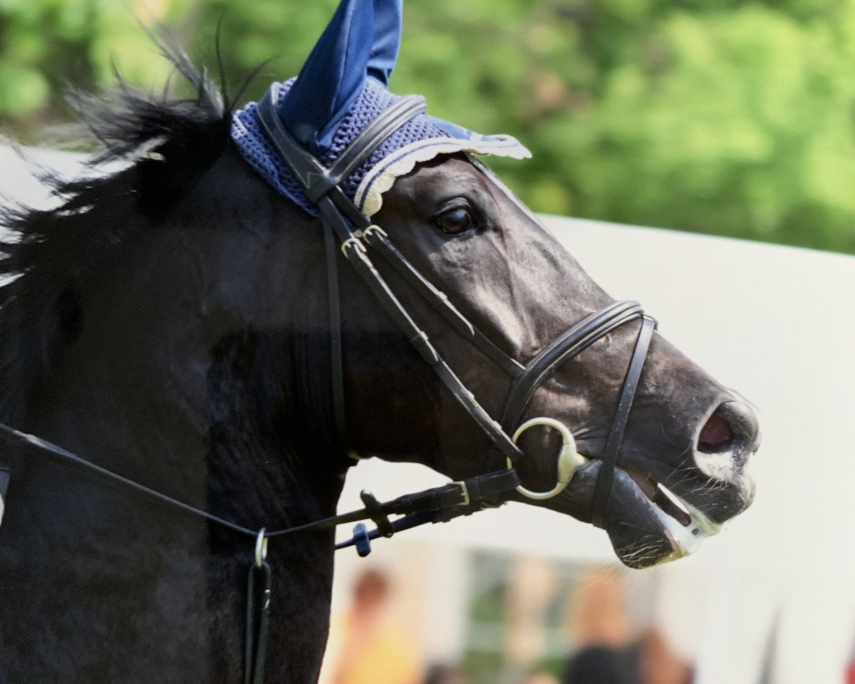 jumper Quel Filou 17 (Hanoverian, 2011, from Quadam)
