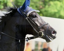 jumper Quel Filou 17 (Hanoverian, 2011, from Quadam)