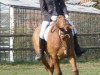 dressage horse Faith 9 (Hanoverian, 2006, from Fabriano)