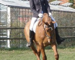 dressage horse Faith 9 (Hanoverian, 2006, from Fabriano)