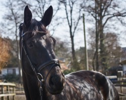 dressage horse Levantos 8 (Hanoverian, 2011, from Lord Laurie)