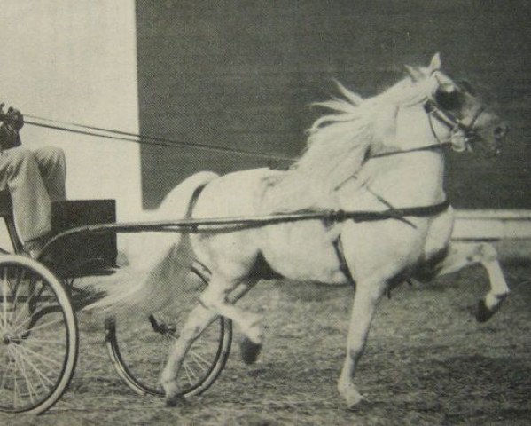 stallion Silver Crescent (Shetland Pony, 1915, from Orloff)