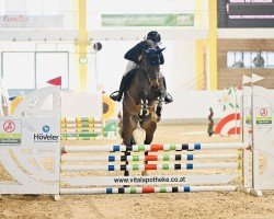 jumper Venus Mi Corazon (Oldenburg show jumper, 2019)