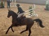 jumper April Storm 3 (Oldenburg show jumper, 2018, from Air King)