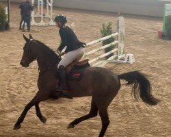 jumper April Storm 3 (Oldenburg show jumper, 2018, from Air King)