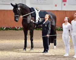 dressage horse Humphrey Bogart OLD (Oldenburg, 2007, from His Highness)