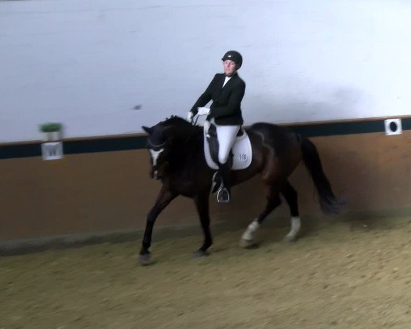 Reitturnier Laer 2025