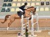 jumper Carla 283 (Zangersheide riding horse, 2018, from Copycat Z)