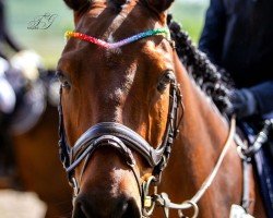 jumper James Bond 47 (Pony without race description, 2016)