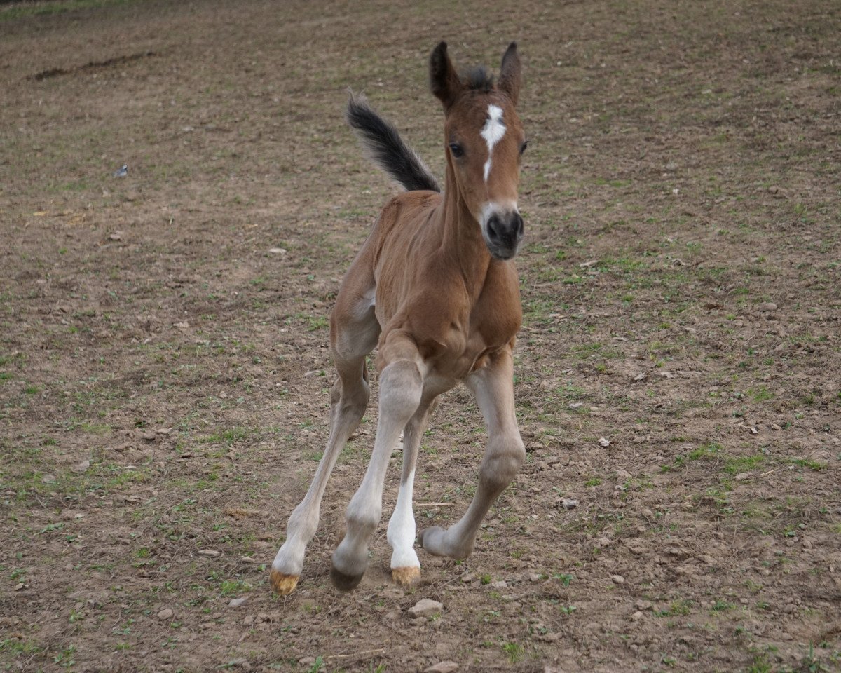 jumper Nabucco SG (German Sport Horse, 2017, from Nabab de Volée)