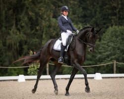 dressage horse Flambeau VII (Westphalian, 2010, from Flanagan)