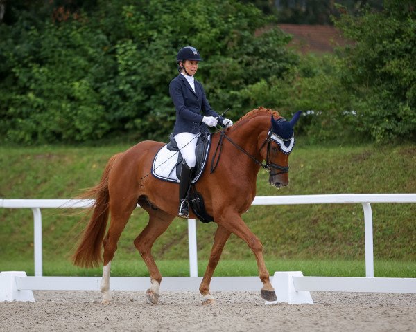 dressage horse Londre (German Warmblood, 2014, from Londonderry)