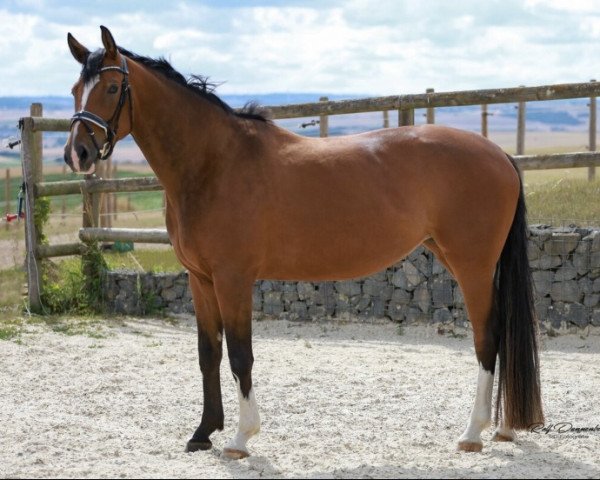 dressage horse Becky Barclay (Hanoverian, 2016, from Baccardi)