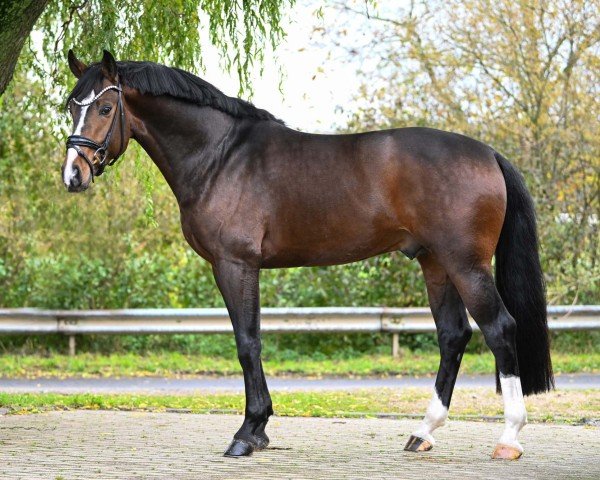 stallion Erste Sahne (Rhinelander, 2019, from Escamillo)