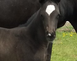 dressage horse Keep in Black (Oldenburg, 2021, from Dimaggio Black)