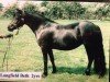 Zuchtstute Langfield Beth (Dartmoor-Pony,  , von Hisley Diplomat)