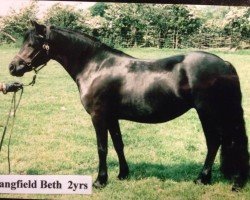 Zuchtstute Langfield Beth (Dartmoor-Pony,  , von Hisley Diplomat)