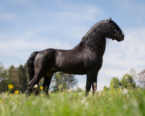 stallion Hisley Captain Cook (Dartmoor Pony, 2003, from Crookety Bouncer)