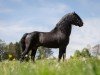 stallion Hisley Captain Cook (Dartmoor Pony, 2003, from Crookety Bouncer)