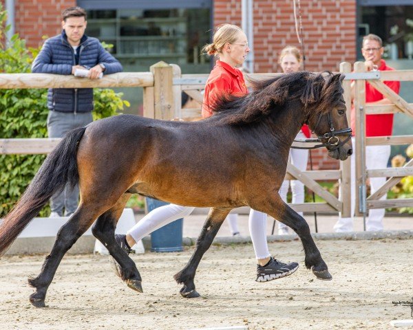 horse Cayberry Pearly King (Dartmoor Pony, 2022, from Cayberry Captain Hook)