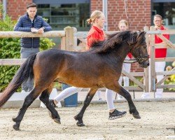 horse Cayberry Pearly King (Dartmoor Pony, 2022, from Cayberry Captain Hook)