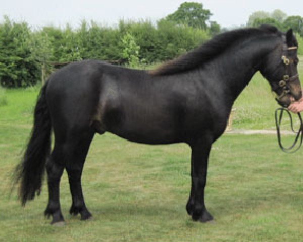 stallion Cayberry Captain Hook (Dartmoor Pony, 2008, from Shilstone Rocks Atlantic Gale)