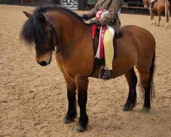 horse Cayberry Quite Unique (Dartmoor Pony, 2003, from Cruachan Legionaire)