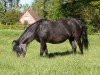 broodmare VA Ruby (Dartmoor Pony, 1995, from Shilstone Rocks Frenzy)