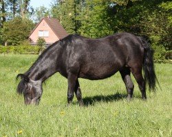 Zuchtstute VA Ruby (Dartmoor-Pony, 1995, von Shilstone Rocks Frenzy)