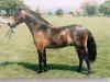 stallion Lanfield Sorenth (Dartmoor Pony, 1995, from Hisley Saunter)